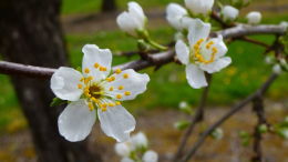 Vergers de prune d'Ente en Dordogne, floraison printemps 2016 - Détail fleur